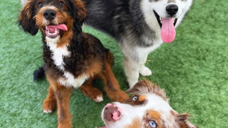 Paws Canine Activity Center - Lancaster, NY