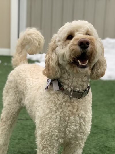 Paws Canine Activity Center - Lancaster, NY