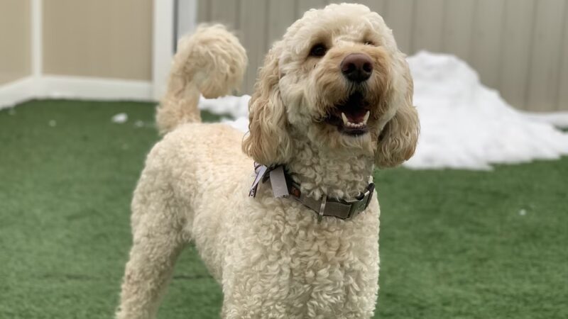 Paws Canine Activity Center - Lancaster, NY