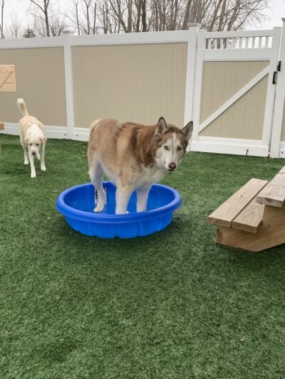 Paws Canine Activity Center - Lancaster, NY