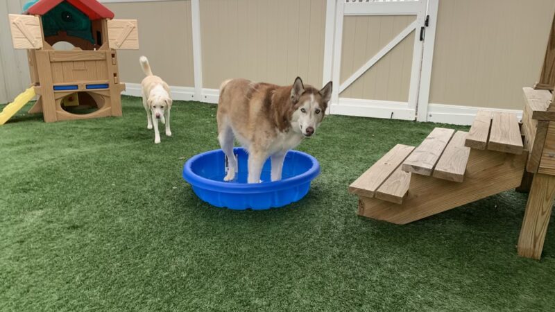Paws Canine Activity Center - Lancaster, NY