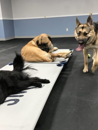 Paws Canine Activity Center - Lancaster, NY