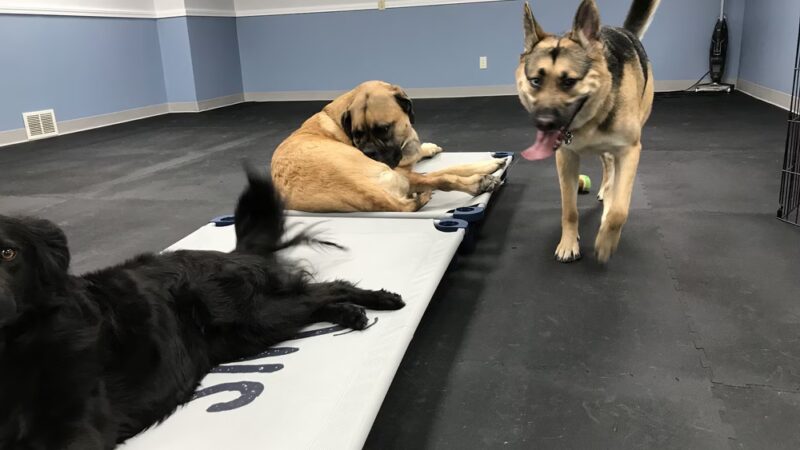 Paws Canine Activity Center - Lancaster, NY