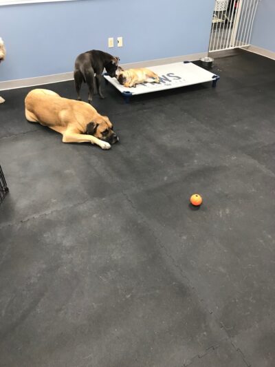 Paws Canine Activity Center - Lancaster, NY
