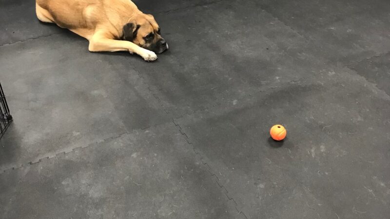 Paws Canine Activity Center - Lancaster, NY