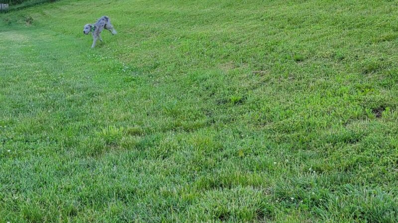 Fairfield Area Humane Society Public Dog Park - Lancaster, OH