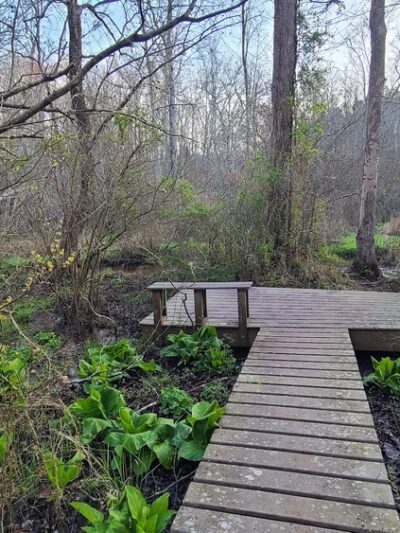 Hickory Hollow Natural Area Preserve - Lancaster, VA