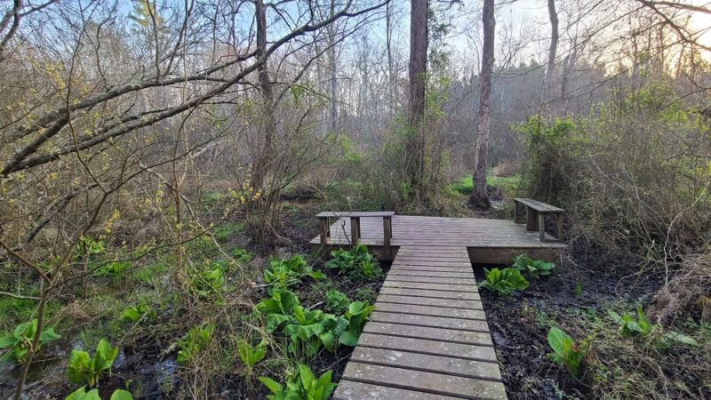 Hickory Hollow Natural Area Preserve - Lancaster, VA