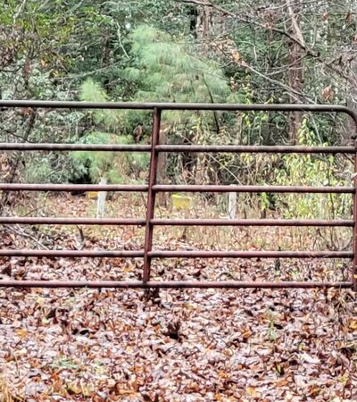 Hickory Hollow Natural Area Preserve - Lancaster, VA