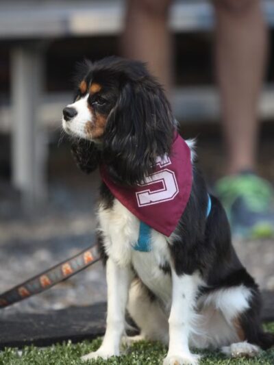 Landenberg Pet Resort & Spa - Landenberg, PA