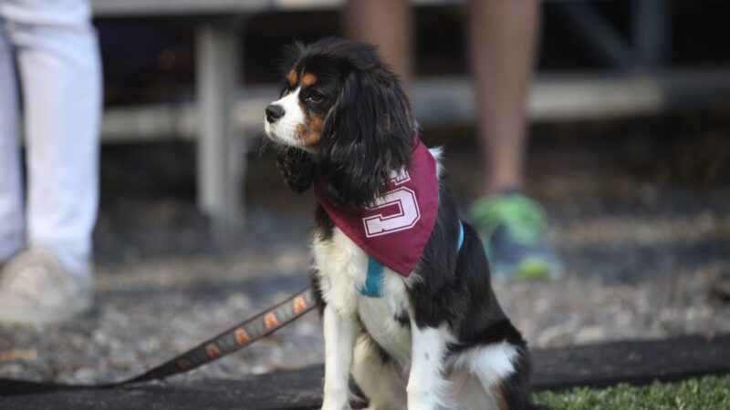 Landenberg Pet Resort & Spa - Landenberg, PA