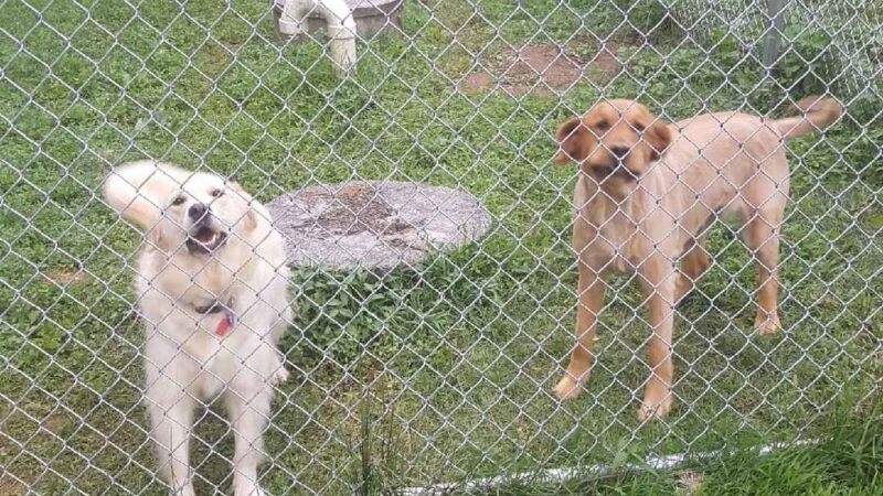 Landenberg Pet Resort & Spa - Landenberg, PA