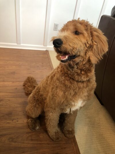 Landenberg Pet Resort & Spa - Landenberg, PA