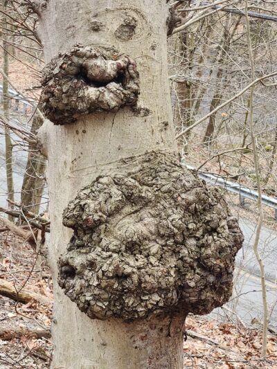 Laurel Woods Trail - Landenberg, PA