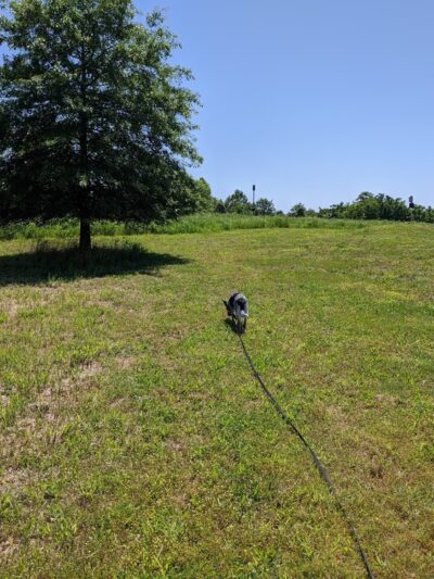 Mason Dixon Greenway South - Landenberg, PA