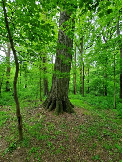 Natural Lands' Peacedale Preserve - Landenberg, PA