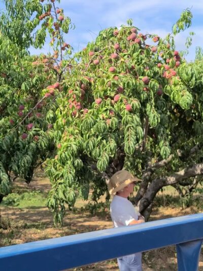 Styer Orchard Inc. - Langhorne, PA