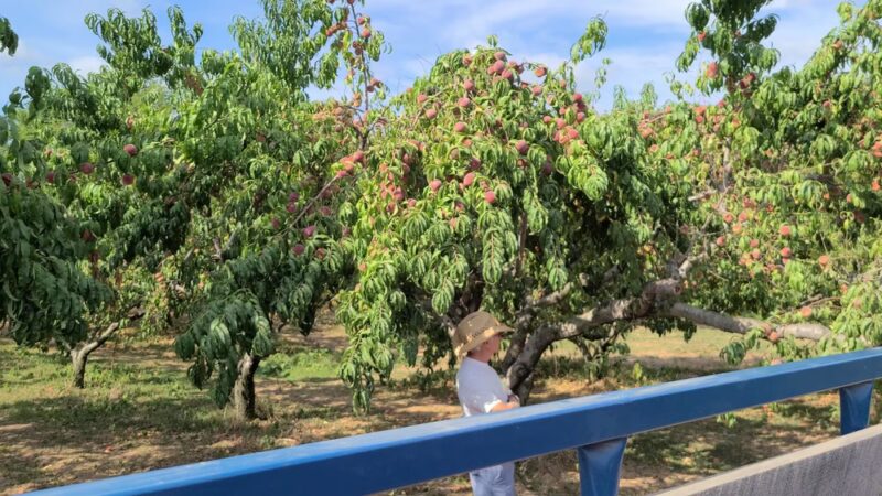 Styer Orchard Inc. - Langhorne, PA