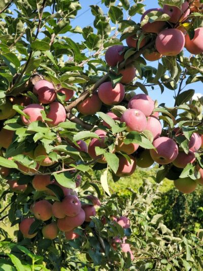 Styer Orchard Inc. - Langhorne, PA