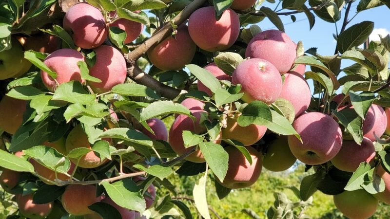 Styer Orchard Inc. - Langhorne, PA