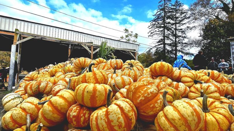 Styer Orchard Inc. - Langhorne, PA