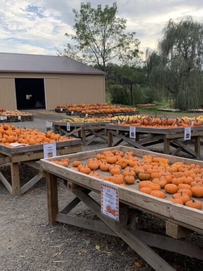 Styer Orchard Inc. - Langhorne, PA