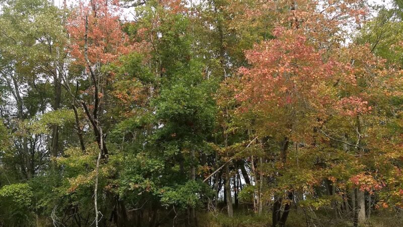 Core Creek Park Pavilion 3 - Langhorne, PA