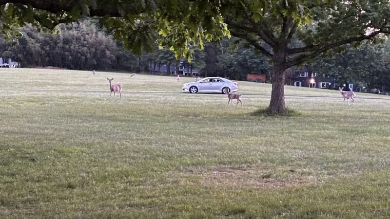 Park - Langhorne, PA