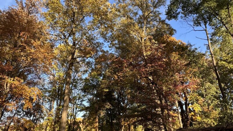 Park Pavilion #11 - Langhorne, PA