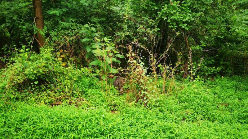 Park Pavilion #11 - Langhorne, PA