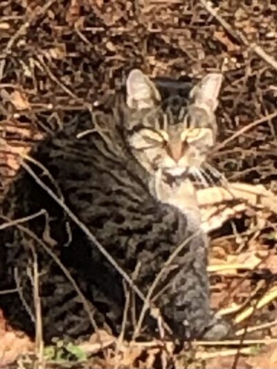 Park Pavillion#1 - Langhorne, PA