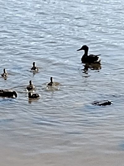 Pavilion 5 & 6 - Langhorne, PA