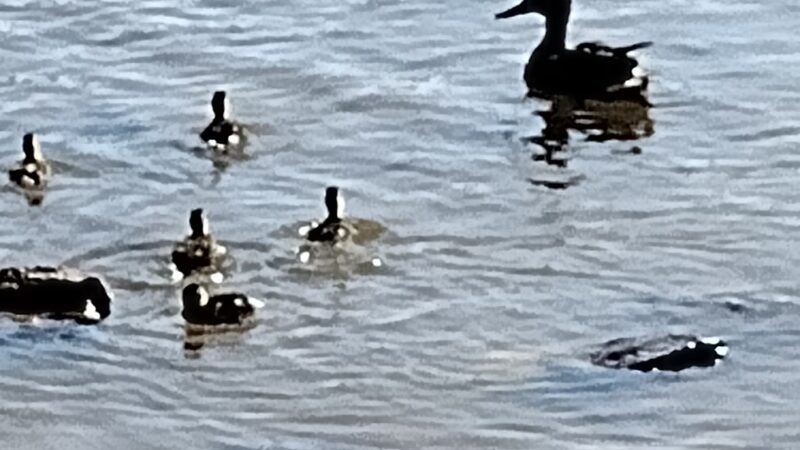 Pavilion 5 & 6 - Langhorne, PA