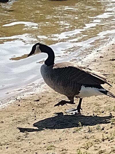 Pavilion 5 & 6 - Langhorne, PA