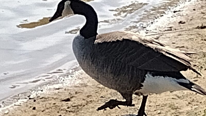 Pavilion 5 & 6 - Langhorne, PA