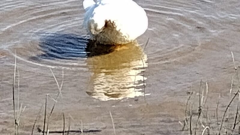 Pavilion 5 & 6 - Langhorne, PA