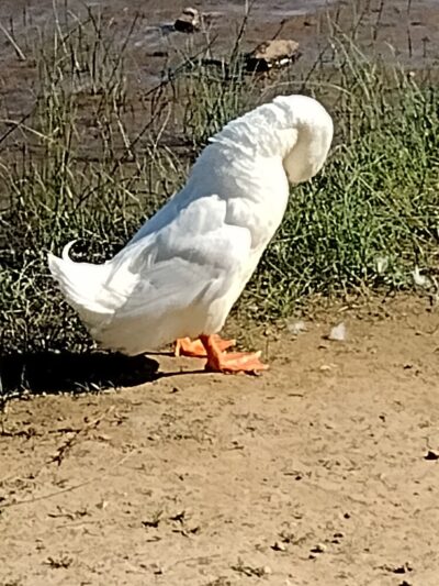 Pavilion 5 & 6 - Langhorne, PA