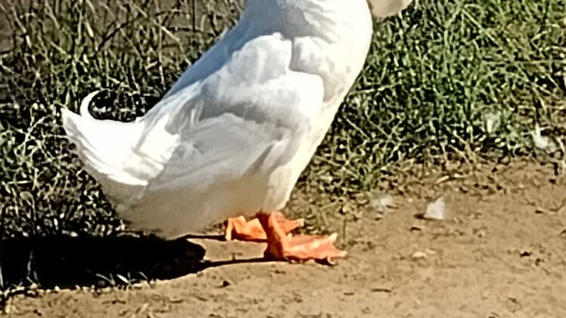 Pavilion 5 & 6 - Langhorne, PA