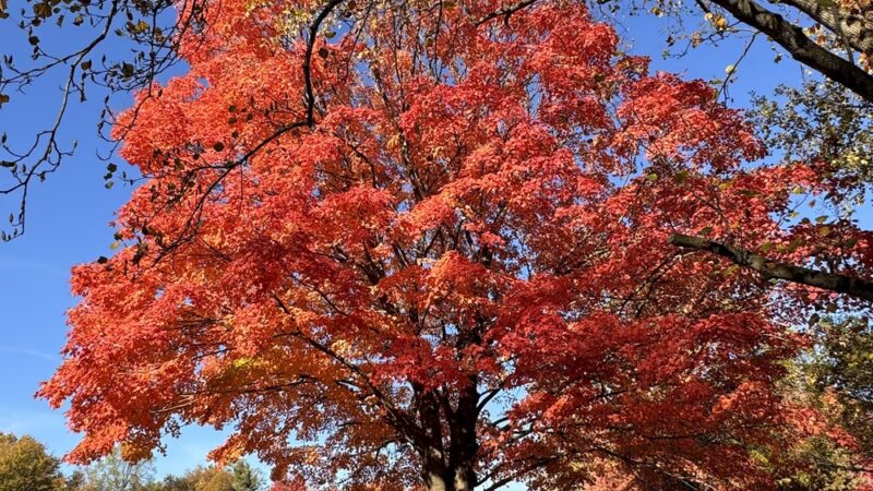 Pavilion 5 & 6 - Langhorne, PA