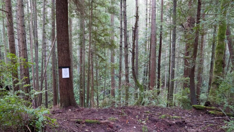 Trustland Trails - South Whidbey Parks & Recreation District - Langley, WA