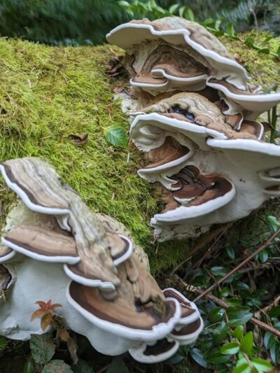 Trustland Trails - South Whidbey Parks & Recreation District - Langley, WA