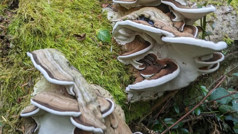Trustland Trails - South Whidbey Parks & Recreation District - Langley, WA