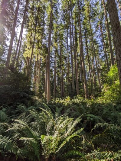 Trustland Trails - South Whidbey Parks & Recreation District - Langley, WA
