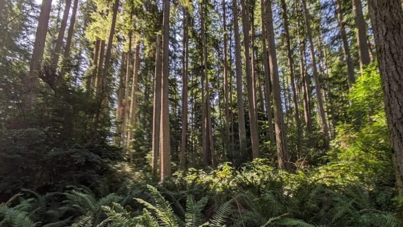 Trustland Trails - South Whidbey Parks & Recreation District - Langley, WA
