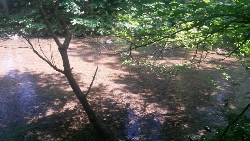 Shrigley Woods Park - Lansdowne, PA