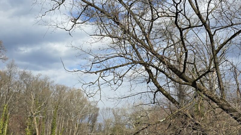 Shrigley Woods Park - Lansdowne, PA