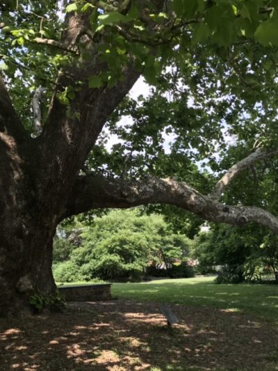 Sycamore Park - Lansdowne, PA