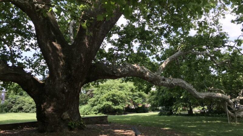 Sycamore Park - Lansdowne, PA