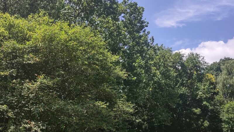 Sycamore Park - Lansdowne, PA