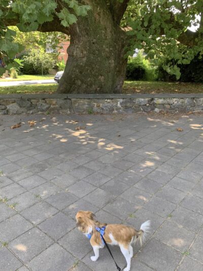 Sycamore Park - Lansdowne, PA